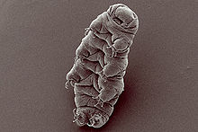 220px-Waterbear[1].jpg